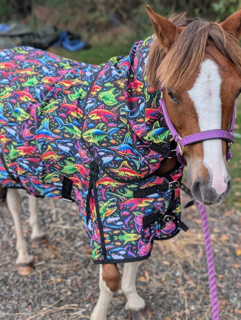 Horse wearing a rainbow shark turnout rug